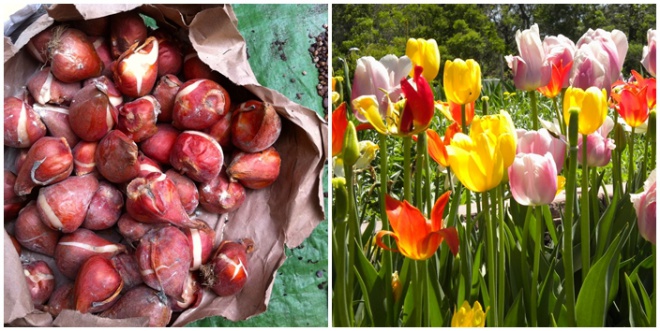 Jövőre is szép tulipánokat szeretnél? Van négy jó tanácsunk!