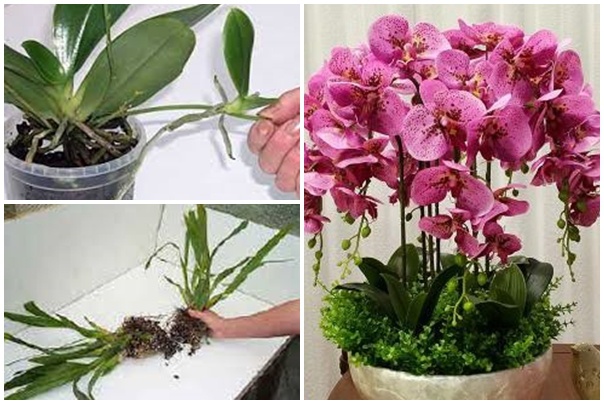 Szaporítsd saját kezűleg az orchideát!