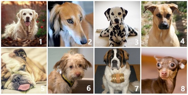A 8 kutyából melyiket vinnéd haza legszívesebben? TESZTELD MAGAD!