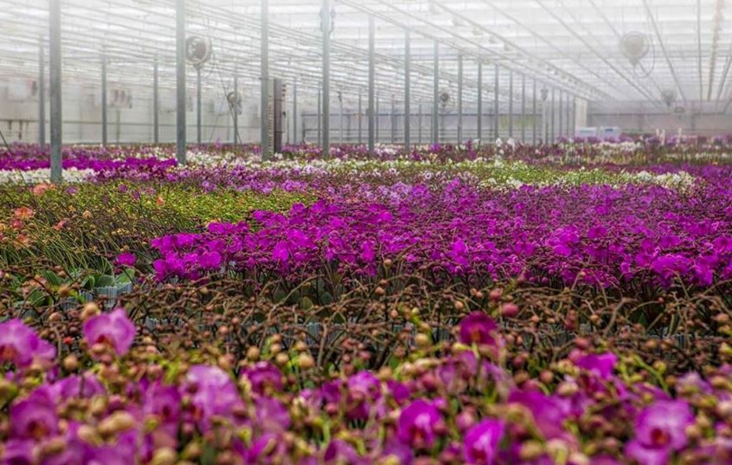 Itt van Európa egyetlen orchidea farmja