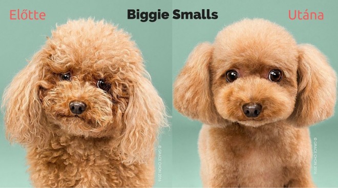 8 eszméletlenül cuki kutya fotója, kutyakozmetika előtt és után
