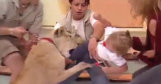 Félelmetes videó - élő TV showban támad egy kislányra a műsorban szereplő oroszlán