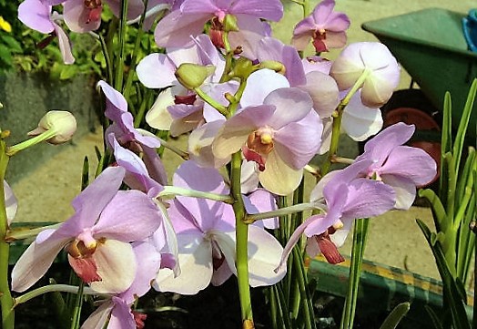 Orchidea a szabadban - Vigyük ki, vagy inkább maradjon bent a lakásban?