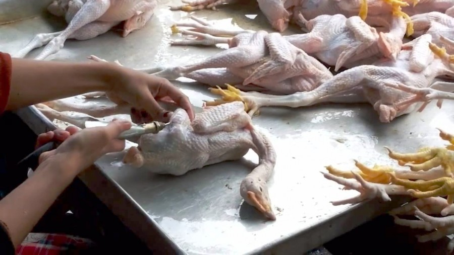 Leleplező videó arról, ahogy a csirkehúst egy rejtélyes vegyszerrel feltöltik