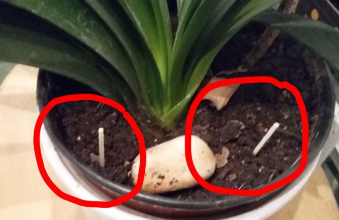 Kéthavonta érdemes gyufákat szúrni a virágcserépbe