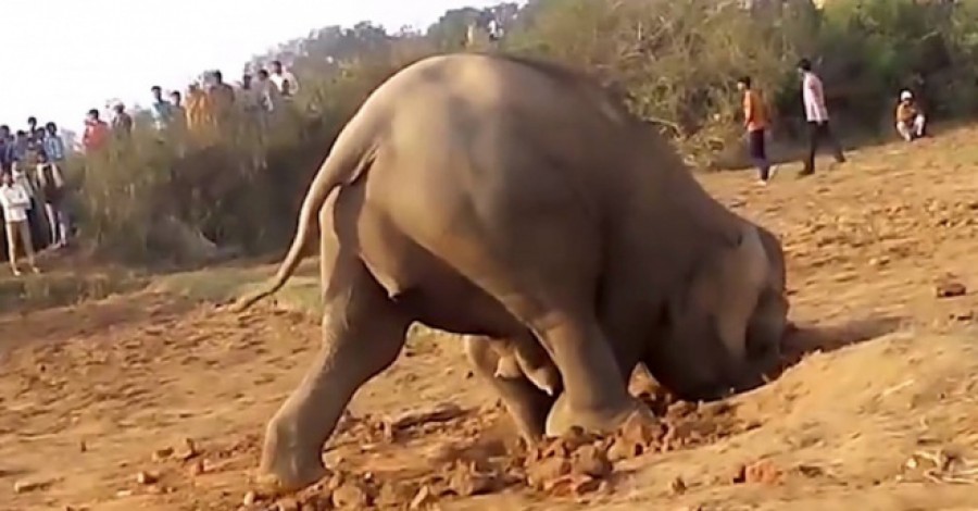 Az elefántmama 11 órán keresztül ássa a gödröt